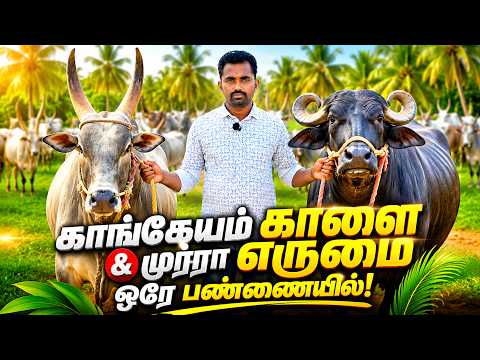 காங்கேயம் காளை 🐂 vs முர்ரா எருமை 🐃 | இந்த பண்ணையை பார்த்தா அசந்துருவீங்க! | Uzhavarthirunal