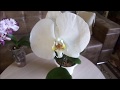 пересадка-передержка  орхидеи по новому/ а что вышло?