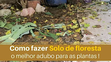 Como é um solo de uma floresta?