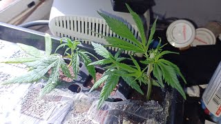 Clone Update!!!!! #virginiacannabis #whitewidow #cannabiscultivation