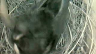 MNSA Tree Swallow-Cam: 2nd egg 5/14/09