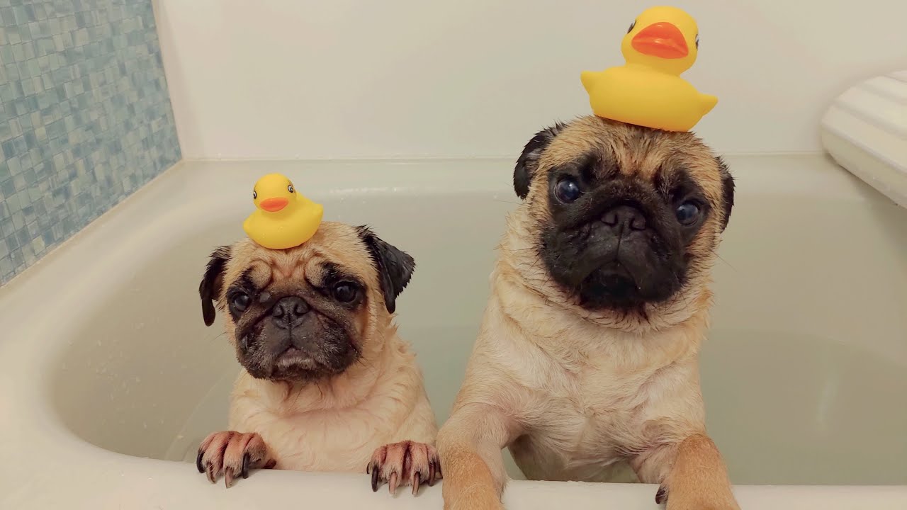 家のお風呂に初めて一緒に入ったパグ親子。パスタの肛門腺絞りめっちゃ出た…笑