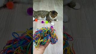 Funny Cat Barsik Balls ⭕ Reverse video #marblerunandmore #cat #reverse