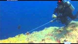 Doc Ferds Recio Swims With A 4-Foot Mameng In Palau