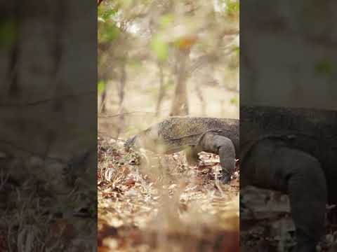 Бесполое размножение варанов  - интересные факты