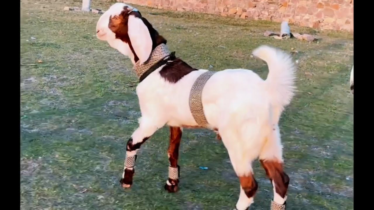 Quality Colorful Gujri Bacha Best Hai Palne k liye Azlan Kota Goat Farm ...