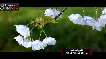 فديو HD مختارات 9 القارئ أحمد العبيد I قناة سلطان العواد