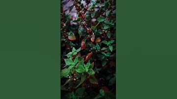 مقطع من سورة إبراهيم تجويد الشيخ عبد الباسط عبد الصمد رحمه الله #nature #relaxing #اكسبلور