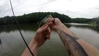 Fishing at Lake Norman multi species