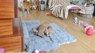 Potat Screamed When Her Sister Woke Her Up