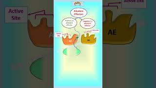 Allosteric Enzymes || Allosteric Sites || Enzyme Inhibition || Enzyme regulation #shorts