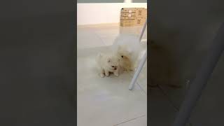 Daygi Play With Minho