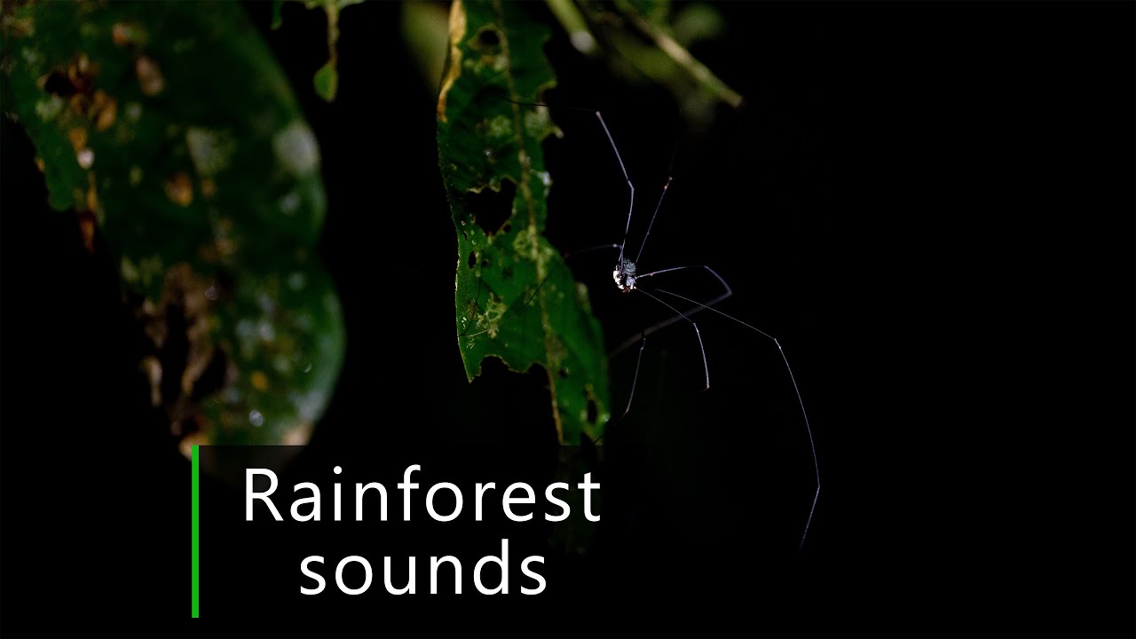 Dark night in the Amazon rainforest - Jungle sounds
