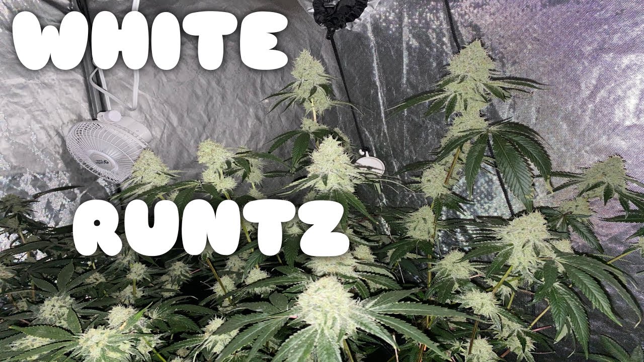 White Runtz Week 7 of Flower