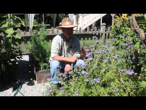 วีดีโอ: Phacelia - การเพาะปลูกและการดูแล