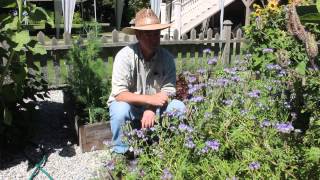Phacelia Tanacetifolia For Organic Gardening