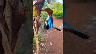 Kingfisher exposed 🔵