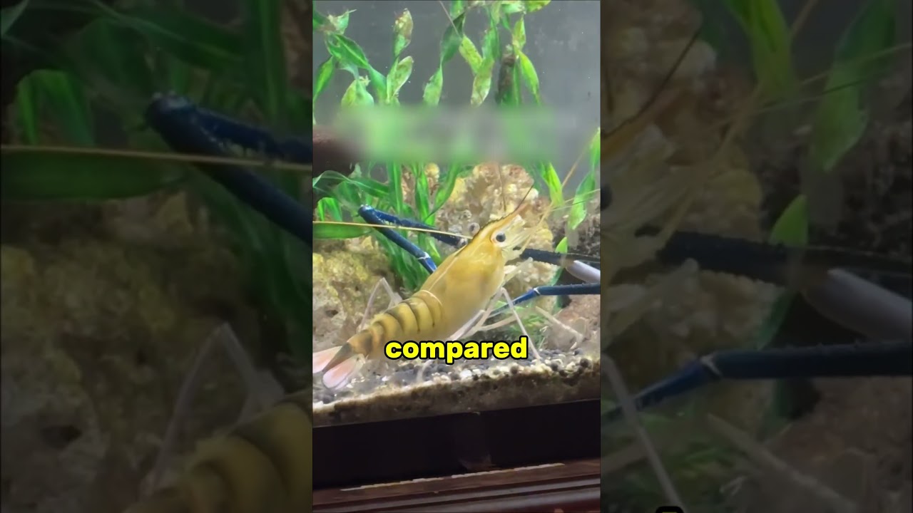 Friend turns into demon at night