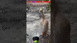 This Duck Is Eminems Apprentice  funnyanimals funny pets