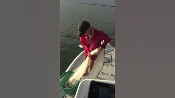 @chastenation throwing a perfect pancake with a Ahi Cast Net and loading up on bait #CastNet