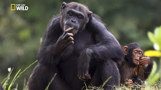 Chimpanzee (Pan Troglodytes) [National Geographic Documentary HD 2017]