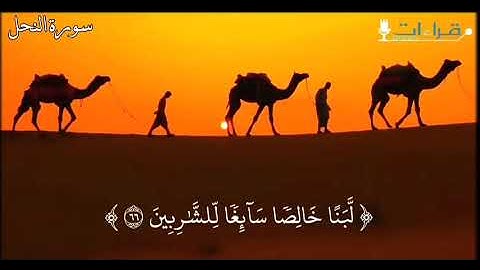 آيات الله في خلقه 🤍 ما تيسر من سورة النحل #الشيخ_سعد_الغامدي