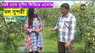 Deepto Krishi/দীপ্ত কৃষি- বরই চাষে সুদিন ফিরিয়ে এনেছে 'বল সুন্দরী'  | পাবনা | deepto tv |