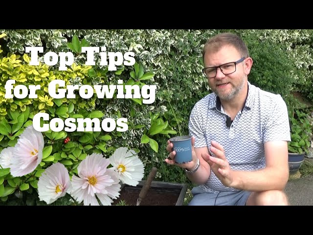 Top Tips for Growing Cosmos | Planting Cosmos in Pots | How to Pinch Cosmos  Tips for More Flowers - YouTube