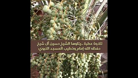 تلاوة عطرة من سورة الأحزاب يتلوها الشيخ حسين آل شيخ حفظه الله تعالى إمام وخطيب الحرم النبوي.