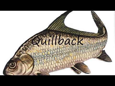 ቪዲዮ: እንዴት quillback መያዝ ይቻላል?