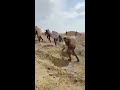 هكذا يتم تهريب المخدرات من مصر إلى اسرائيل