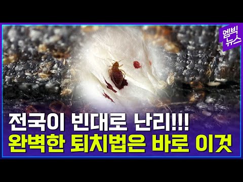 완벽하게 빈대를 박멸하는 방법!!! 질병관리청의 해법은?