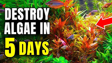 10 Tricks For An Algae FREE Aquarium In 5 Days