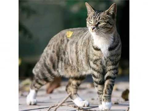 Dragon Li cat chinese mountain cat chinese li hua cat - We ... Dragon Li cat chinese mountain cat chinese li hua cat - We ...
