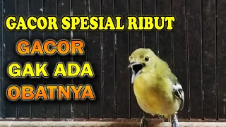 MASTERAN SIRTU CIPOW RIBUT FULL VARIASI DURASI RAPET