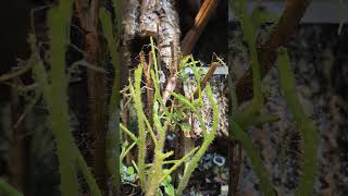 Dance battle. . #bug #insects #cool #water #rainyday #funny #army