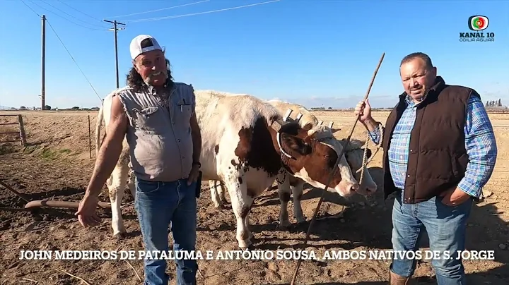 LAVRANDO A TERRA  ANTIGA NO RANCHO DO CASAL NUNO E MARYLOU MATOS TURLOCK CALIFORNIA