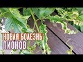 Новая болезнь пионов 🌺 Ищем лечение вместе / Садовый гид