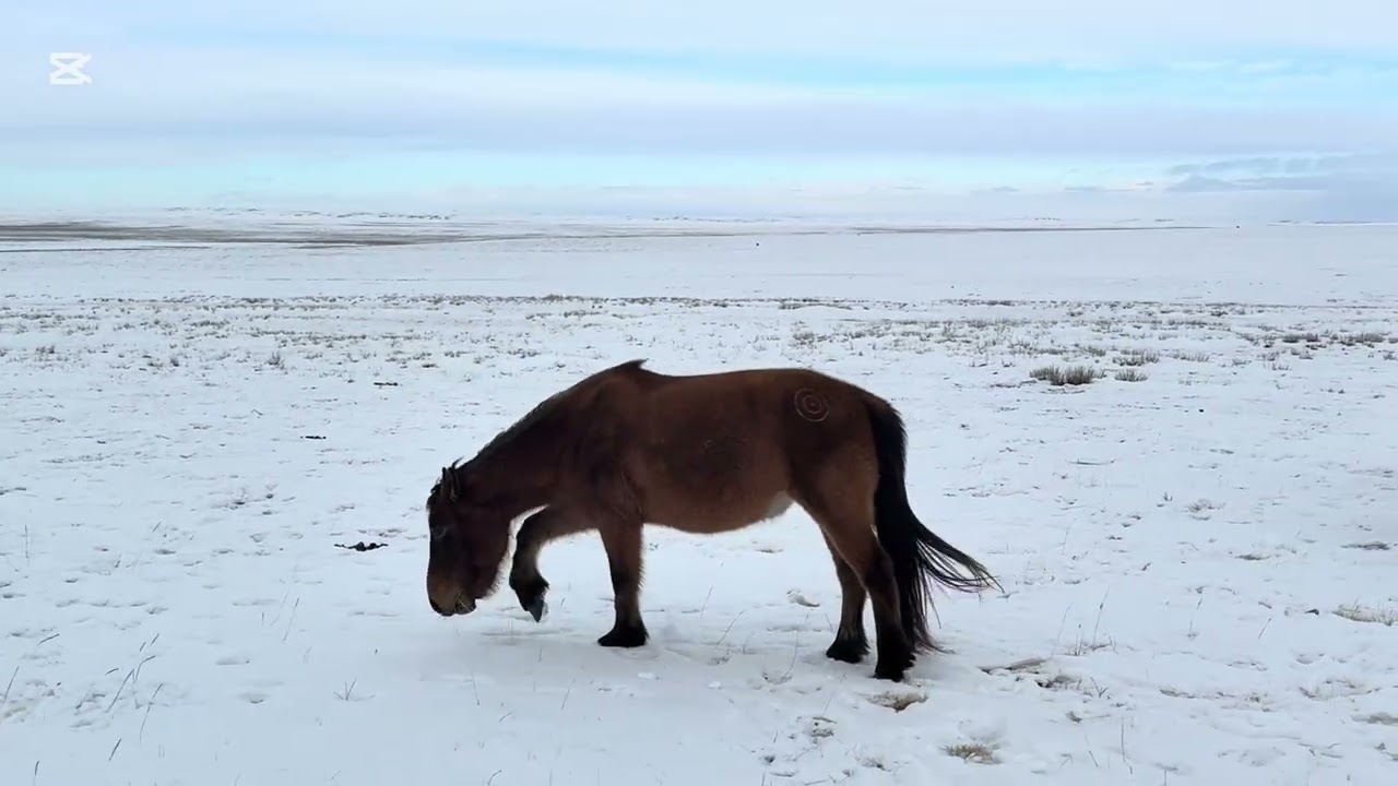 Баадуу Бэрс хар азарга 2025 оны 1 сар