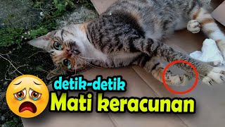 🔴Kucing mati sedih banget, keracunan makan tikus