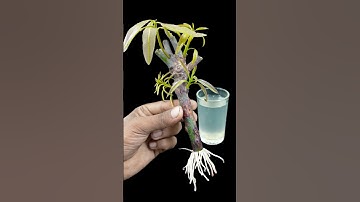 Growing mango plant from stem | Step by step guide line in this video #reels #gardening #highlights