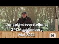 Jungpferdevorstellung/Absetzertag 2021 des Gangpferdezentrum Aegidienberg