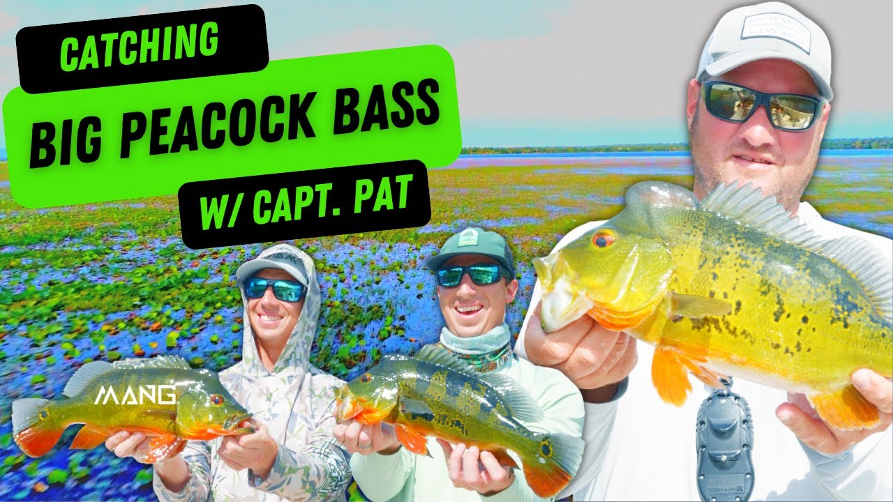 Peacock Bass Fishing in South Florida 