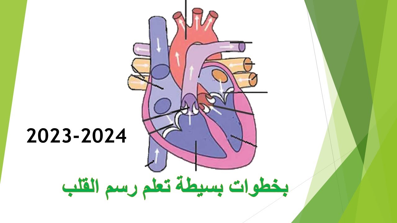 طريقة رسم القلب من الناحية البطنية علم الاحياء للصف الثالث المتوسط