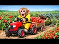 Monkey Drives Tractor to Harvest Tomatoes & Fierce Crocodile Appears and Attacks | Monkey Farm Work