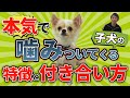 子犬が本気で噛んでくる。