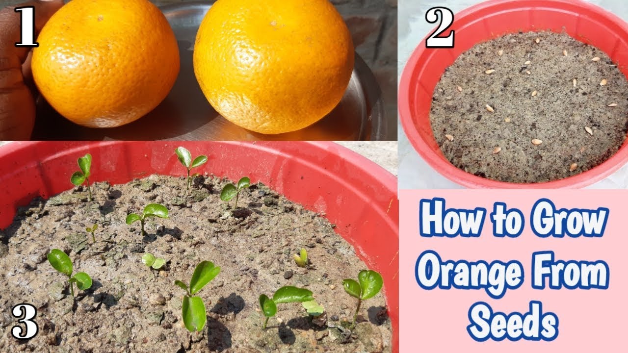 Orange How to Grow Orange Plant From Seed संतरे को बीज से लगाएं