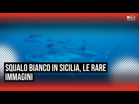 Video Avvistato uno squalo bianco nel Canale di Sicilia