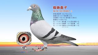【特賣會】B18-3039002