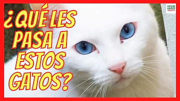 ¿Son sordos los gatos de ojos azules?